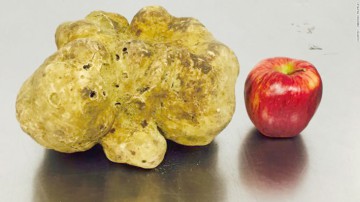 Cea mai mare trufă albă din lume, vândută cu 61.250 de dolari
